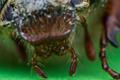 Close-up of insect on leaf