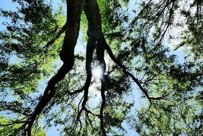 Low angle view of trees against sky