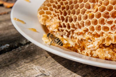 Close-up of bee on plate