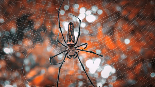 Close-up of spider on web