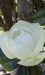 Close-up of white flowers