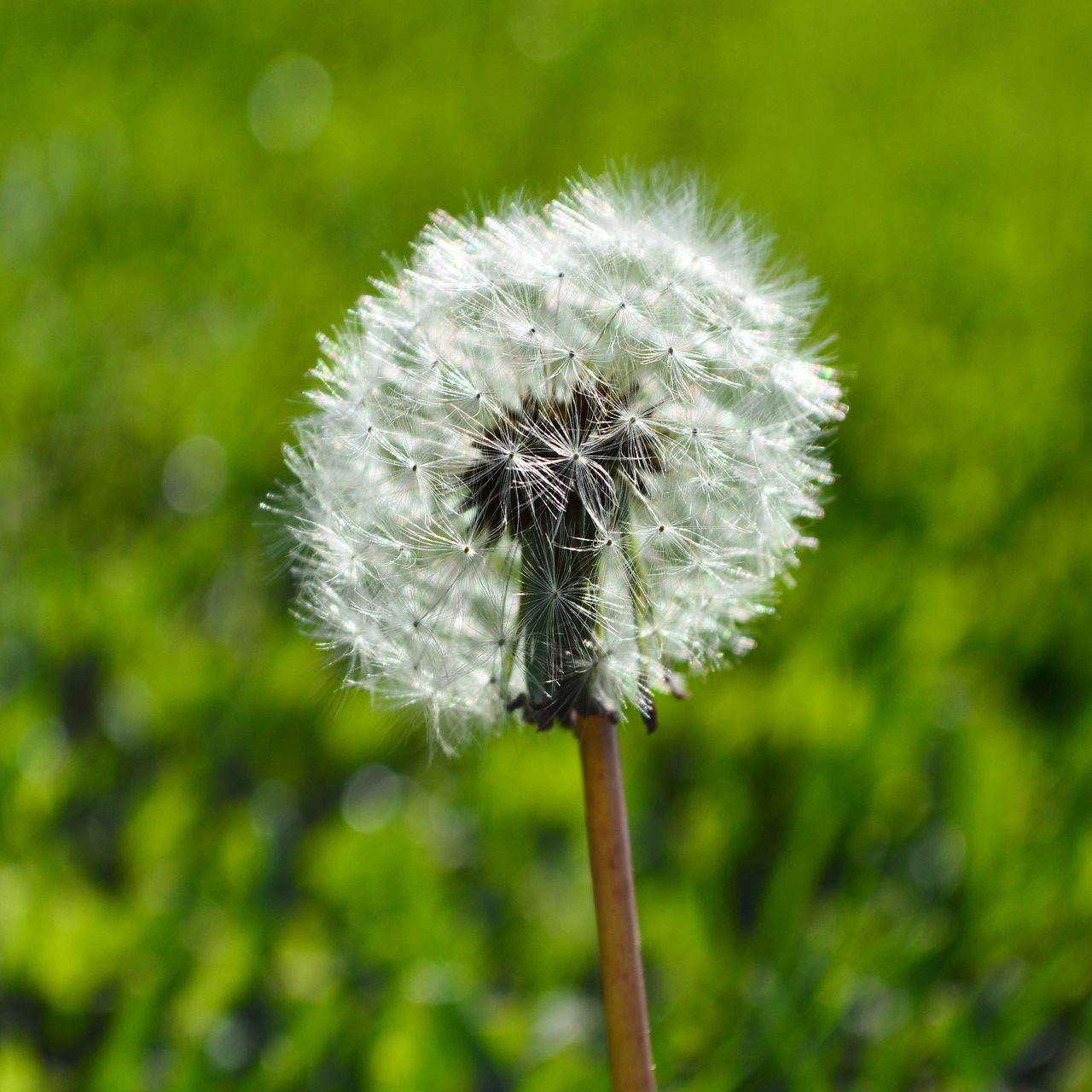 CLOSE-UP OF DANDELION AGAINST WHITE FLOWER