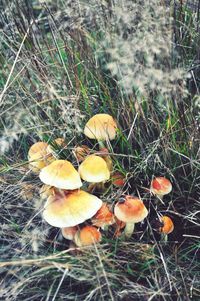 High angle view of mushroom growing in grass