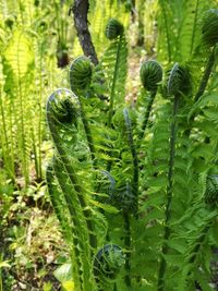 Close-up of fern growing on tree