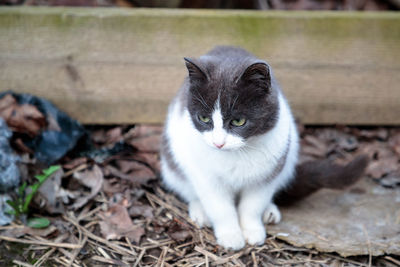Portrait of cat on field