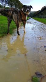 Dog in water