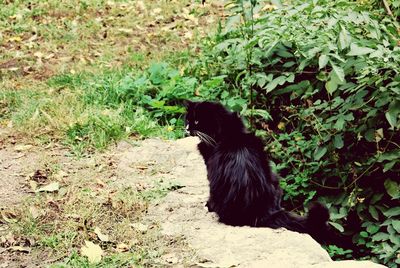 Black dog sitting on field