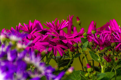 Close-up of pink flowering plants