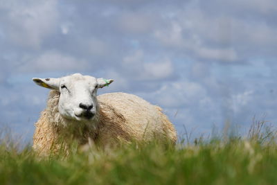Portrait of sheep laying down on on grass land