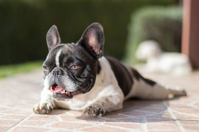 A cute black and white french bulldog. portrait with cute expression in the wrinkled face.