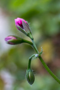 Close-up of purple flower buds