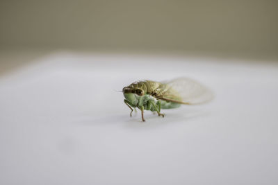 Close-up of insect on white background