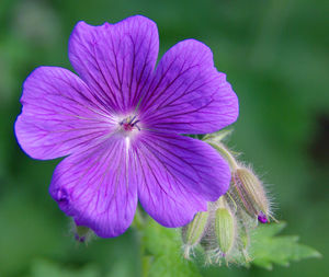 Close-up of purple flower