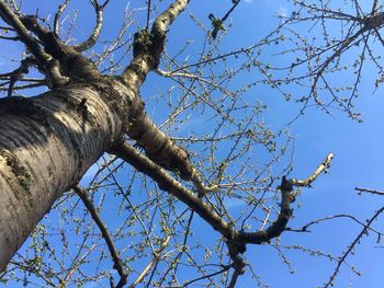 Low angle view of flowering tree against blue sky