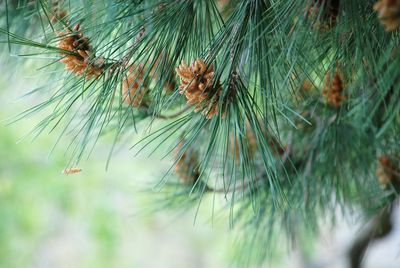 Close-up of pine tree