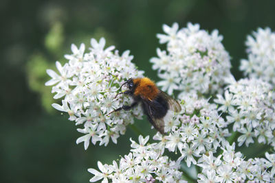 Close-up of bee pollinating on flower