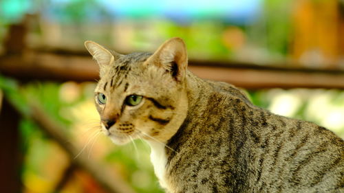 Close-up portrait of a cat looking away