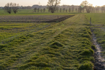 Evening walk between the fields in spring in bünde, east westphalia