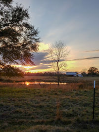 Trees on field against sky during sunset