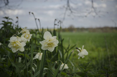 Close-up of flowers blooming outdoors