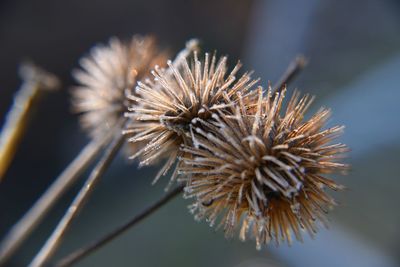 Close-up of dried thistle