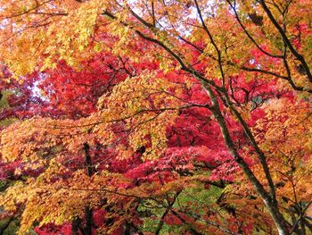 Low angle view of autumn tree