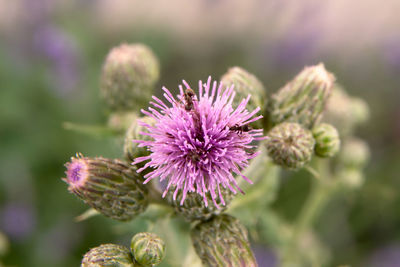 Close-up of thistle flower