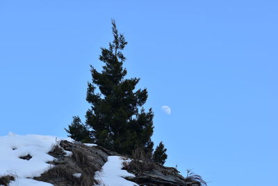 Low angle view of pine tree against blue sky