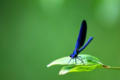 Close-up of insect on leaf