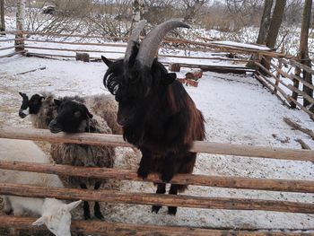 Horse in winter