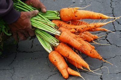 Farmers harvest carrots in the fields, high angle view of carrots