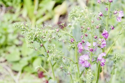 Close-up of plant against blurred background