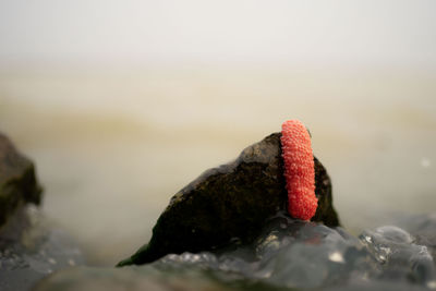 Close-up of red crab on rock