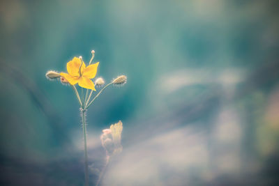 Close-up of yellow flowering plant