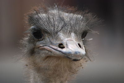 Close-up portrait of ostrich outdoors