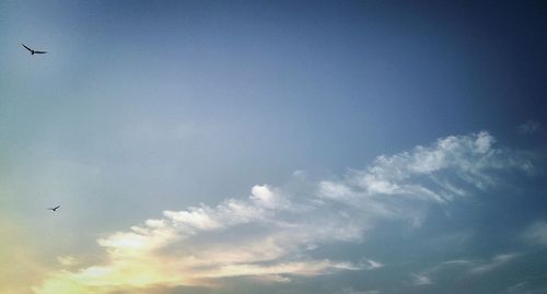 Low angle view of bird flying in sky