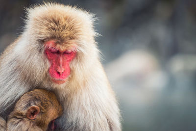 Close-up of japanese macaque with infant