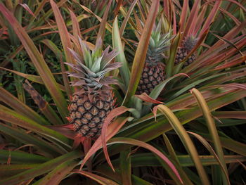 Close-up of plants