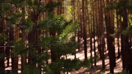 Pine trees in forest