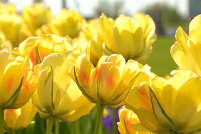 Close-up of tulips