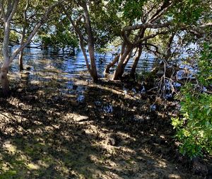 Scenic view of lake in forest