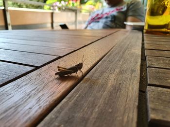Grashopper on table