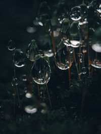 Close-up of chandelier