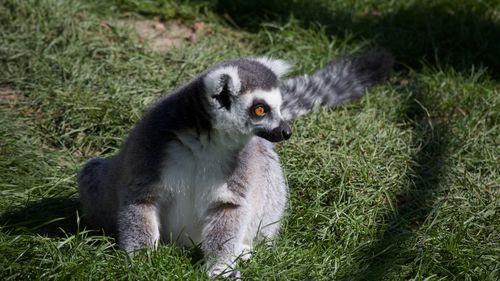 A ring tailed lemur sutton on grass