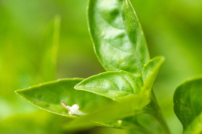 Close-up of fresh green leaves
