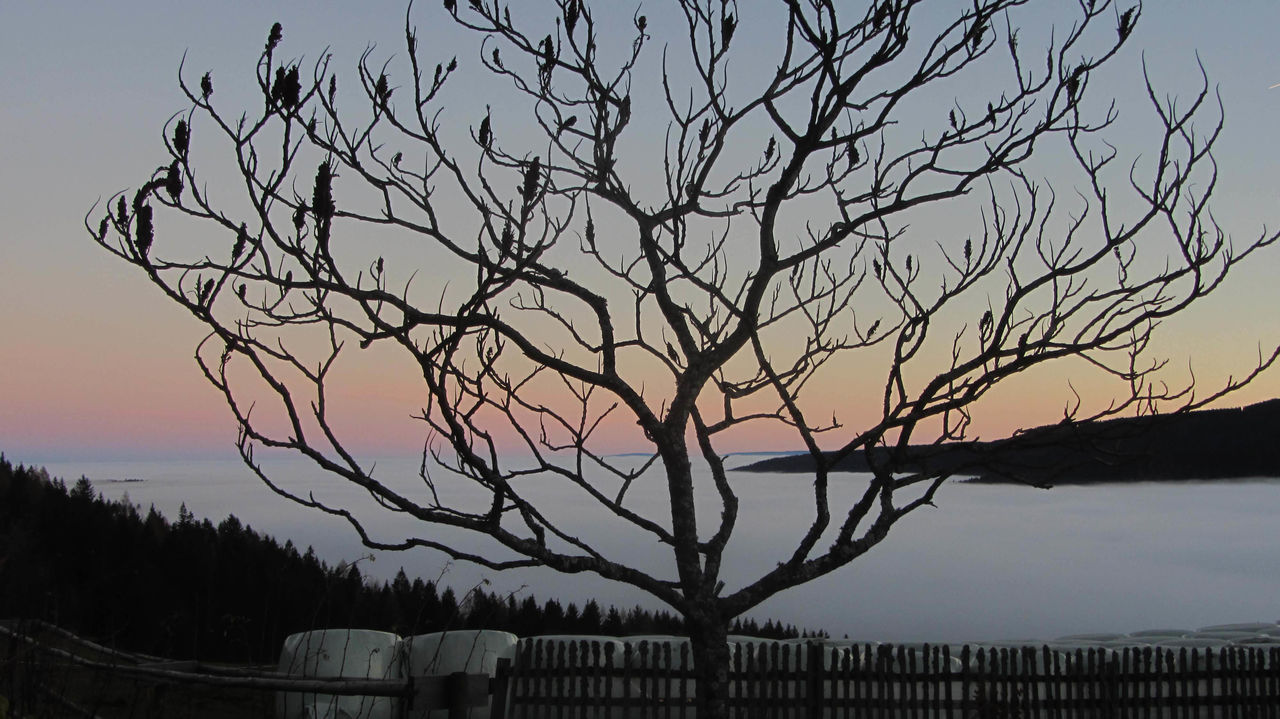 BARE TREE AGAINST SKY DURING SUNSET