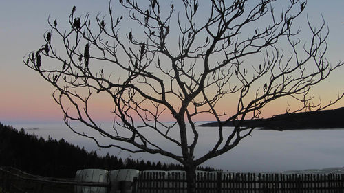 Silhouette bare tree against sky during sunset