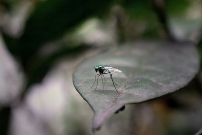 Close-up of damselfly on leaf