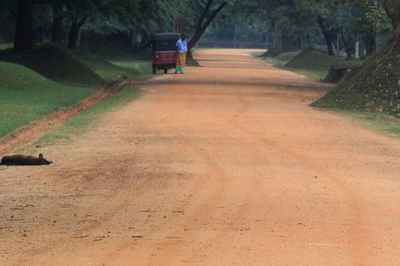 Road along trees