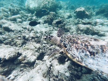 High angle view of turtle in sea